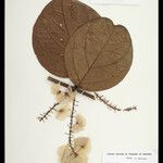 Mascagnia strigulosa Otro
