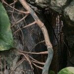 Epipremnum aureum Corteza