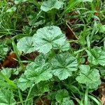 Malva setigera Blad