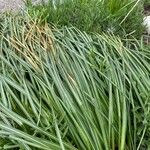 Carex ornithopoda Leaf