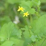 Cineraria lobata Floare