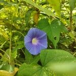 Ipomoea hederacea Λουλούδι