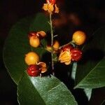 Celastrus paniculatus Fruit