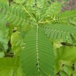 Sesbania herbacea Leaf