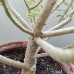 Euphorbia balsamifera Kabuk