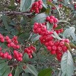 Cotoneaster frigidus Gyümölcs