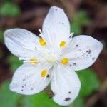 Coptis trifolia Flor
