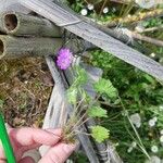 Geranium molleBlad