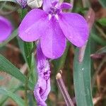 Lobelia erinus Flor