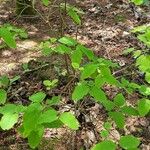 Lonicera canadensis Habit