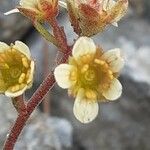 Saxifraga exarata 花