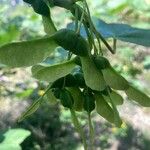 Acer opalus Fruit