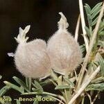 Astragalus armatus Frutto