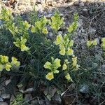 Linaria vulgaris Flower