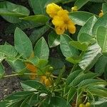 Senna septemtrionalis Virág