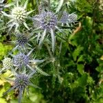 Eryngium planum Fiore