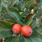 Crataegus crus-galli Плод