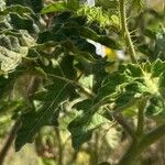 Solanum sisymbriifolium Folio