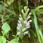 Platanthera blephariglottis 花