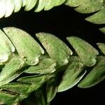 Selaginella oaxacana Hoja