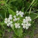 Parthenium integrifolium Çiçek