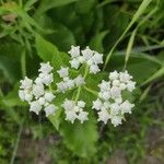 Parthenium integrifolium फूल