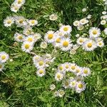 Erigeron annuus Blomma