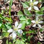 Rubus argutus Flower