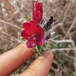 Echium angustifolium 花