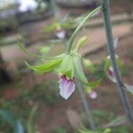 Eulophia euglossa Flower