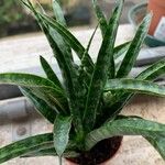 Sansevieria trifasciata Leaf