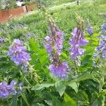 Galega orientalis Lorea