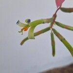 Billbergia distachia Flower