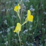 Linaria spartea Flor