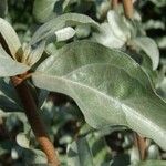 Elaeagnus commutata Blad