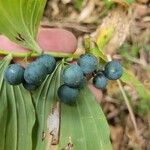 Polygonatum odoratumFruitua