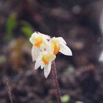 Bulbophyllum argyropus