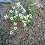 Saxifraga cespitosa Hábito