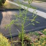 Lactuca canadensis Λουλούδι