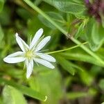 Stellaria alsine Kvet