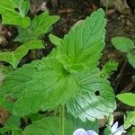 Veronica chamaedrys Leaf