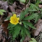 Anemone ranunculoides Blomma