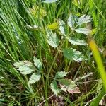 Pimpinella saxifraga Leaf