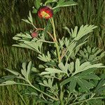 Paeonia californica Агульны выгляд