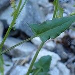 Rumex scutatus Écorce