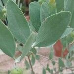 Simmondsia chinensis Φύλλο
