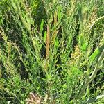 Atriplex littoralis Leaf