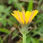 Scorzoneroides autumnalisFlower