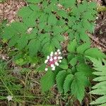 Actaea pachypoda Fruto