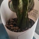 Cereus jamacaru Plod